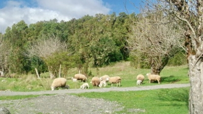 Cabaña Rucachelin